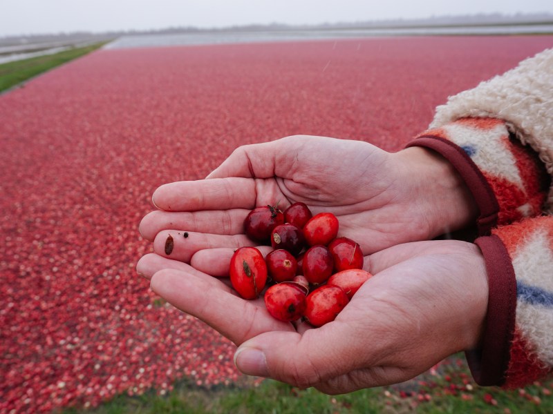Vilas County Wisconsin Cranberries