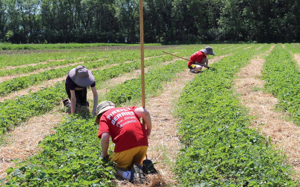 The Sanner family at Firefly Berries has decided to pick all their berries themselves in 2020, Dean Sanner says is already taking a toll on their bodies, with weekly visits to the family chiropractor. Noah Fish / Agweek