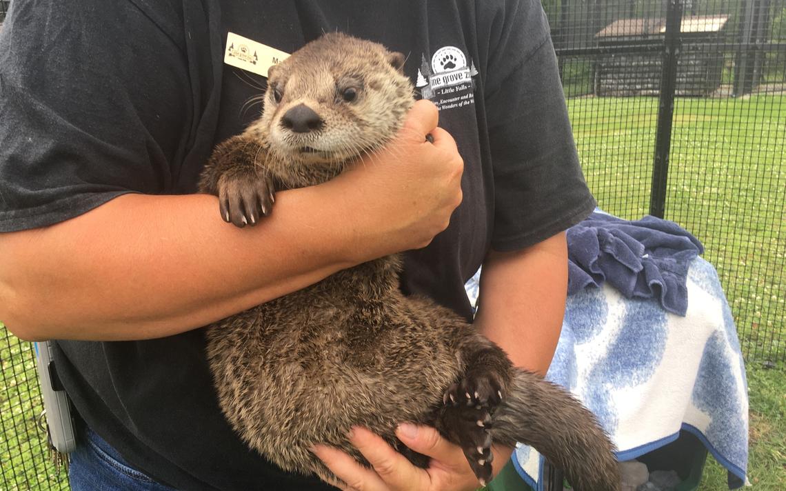 Tilly is an orphaned baby river otter and the latest addition to the Little Falls-based Pine Grove Zoo, which features three adult otters Ted, Dave and Dewie. Frank Lee / Brainerd Dispatch