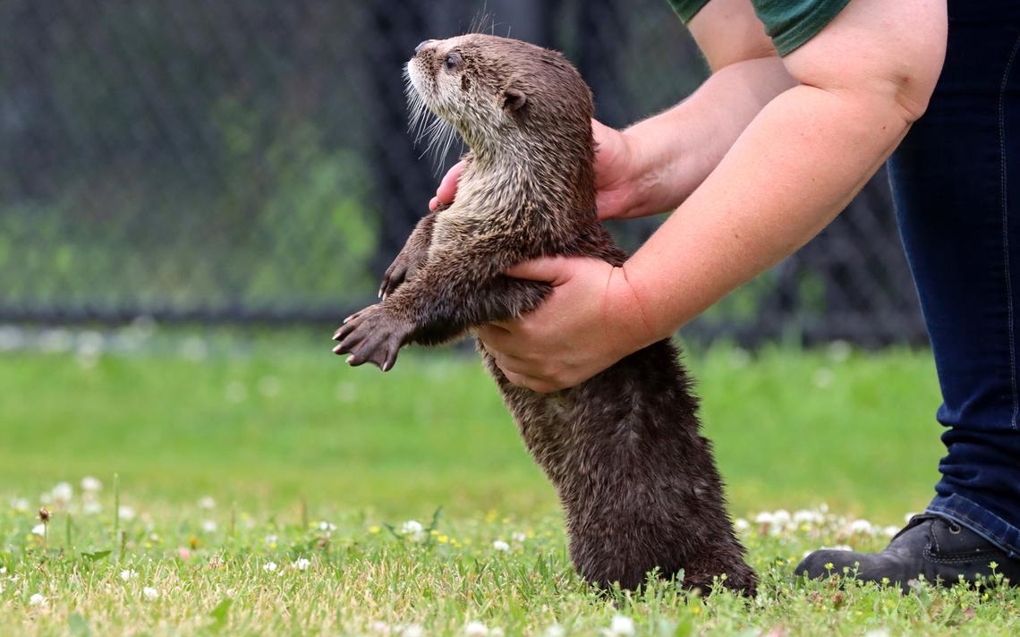 Tilly, a 4-month-old orphaned baby river otter, plays in a grassy area Thursday, July 9, at the Pine Grove Zoo in Little Falls. Kelly Humphrey / Brainerd Dispatch