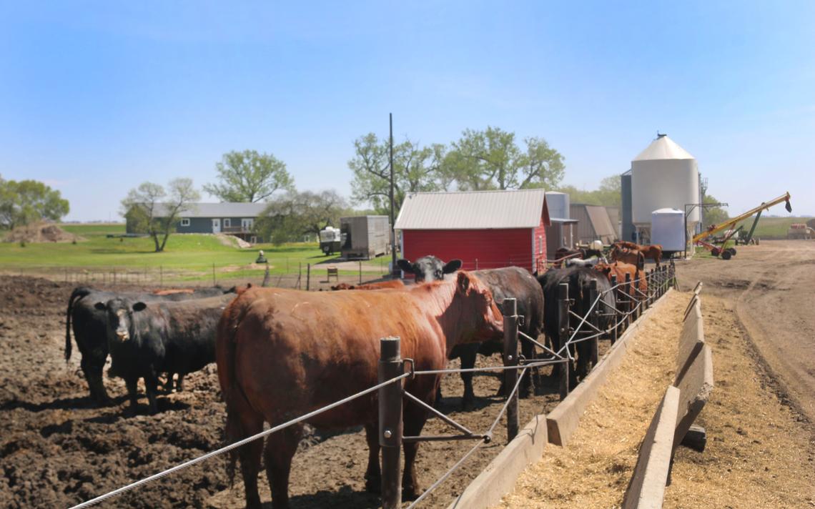 “Heiferettes” -- young females with no calf, and headed for market -- would have been marketed earlier but in late May weighed 1,600 pounds and headed for a cow-kill market, due to the COVID-19 processing delays, said feedlot owner John Saienga of Miller, S.D. Photo taken May 15, 2020, near Miller, S.D. Mikkel Pates / Agweek 