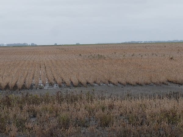 water standing in a muddy soybean field 
