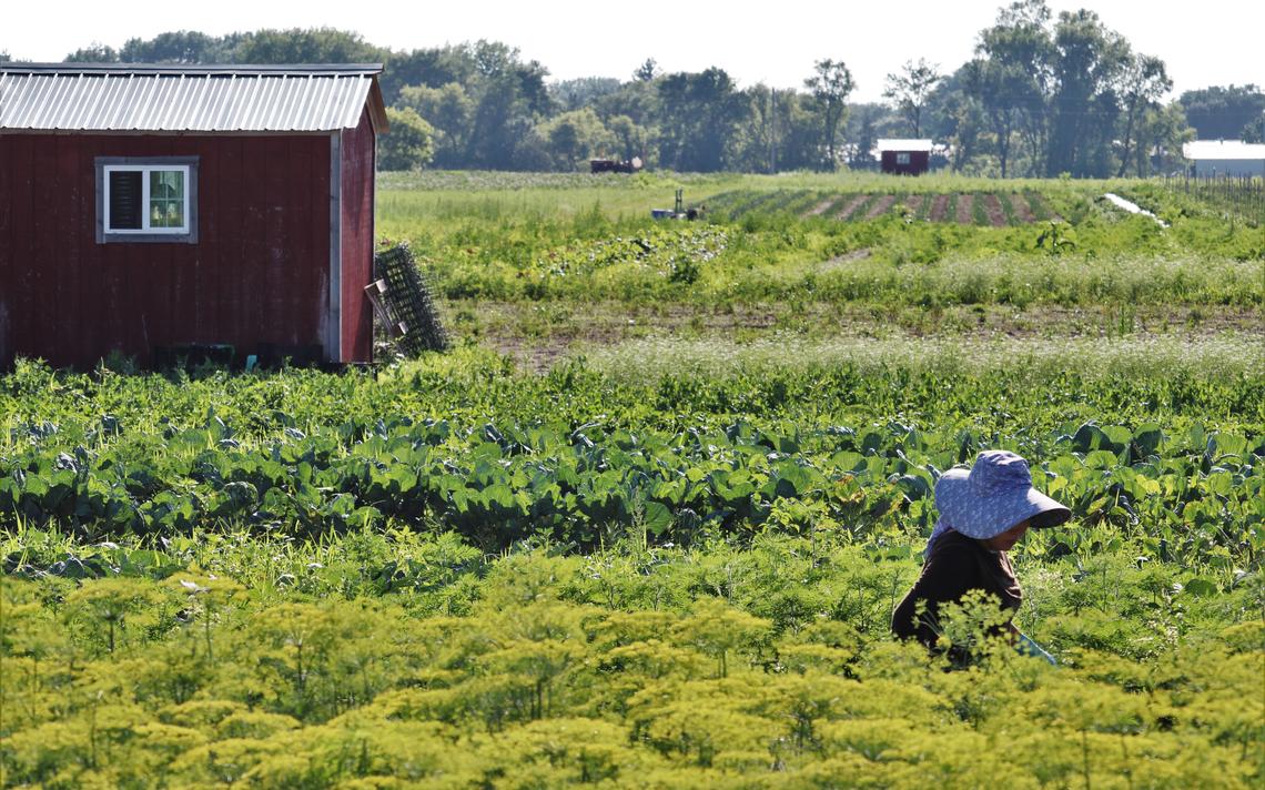 Mallina Xiong tends to plants in July 2020 on her parcel of land part of the 155-acre HAFA farm. (Noah Fish / Agweek)