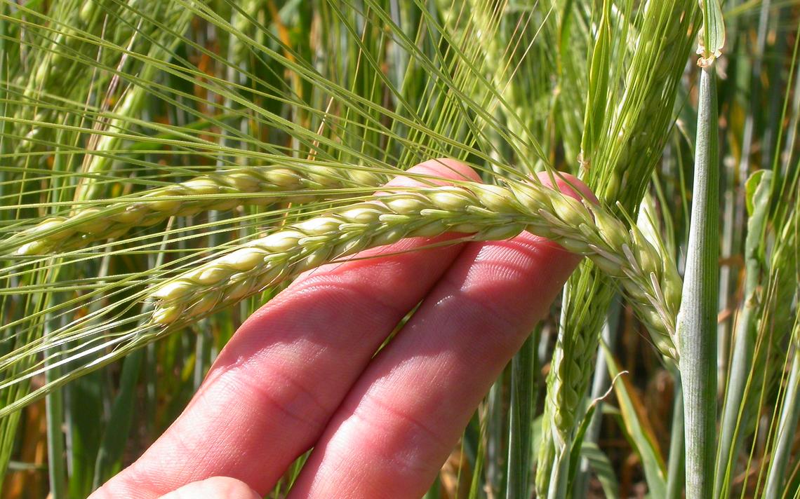 The slender flowering spike of two-row barley is distinctive. (Matt Lavin)