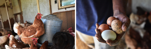 Chickens (left) gather around a feeder inside the trailer turned chicken coop. Daryl Minton holds eggs collected at one of the coops. The farm now sells close to 200 dozen eggs each week.