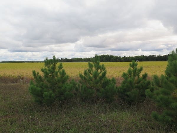 Small pine trees at the edge of a field. 