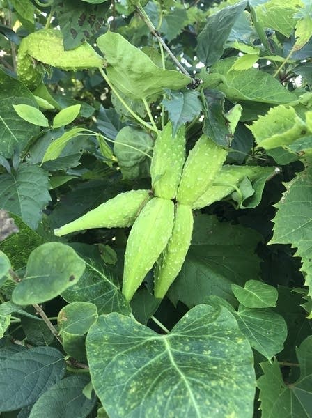 Invasive rough potato vines found in Stearns County