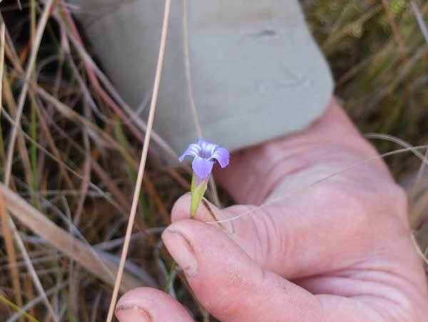 a small purple flower 