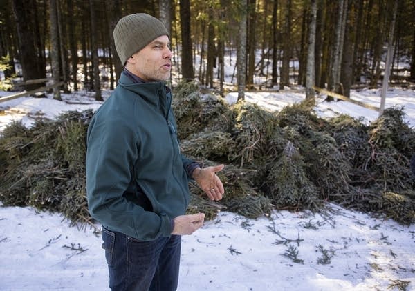 A man standing beside a pile of spruce tips.