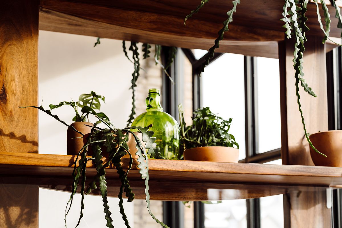 A small collection of trailing succulents with a little monstera plant in the background, on wood shelves with the black metal lined windows barely visible in the background.