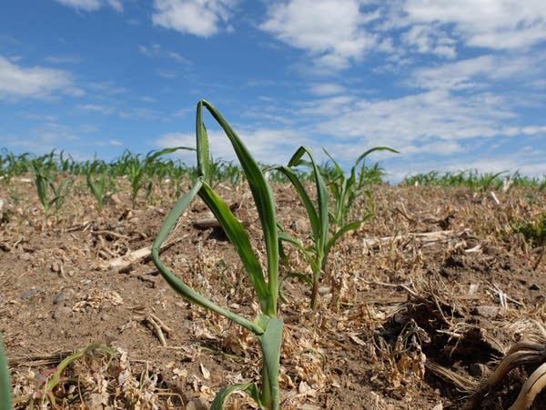 drought stressed corn plants in a field 