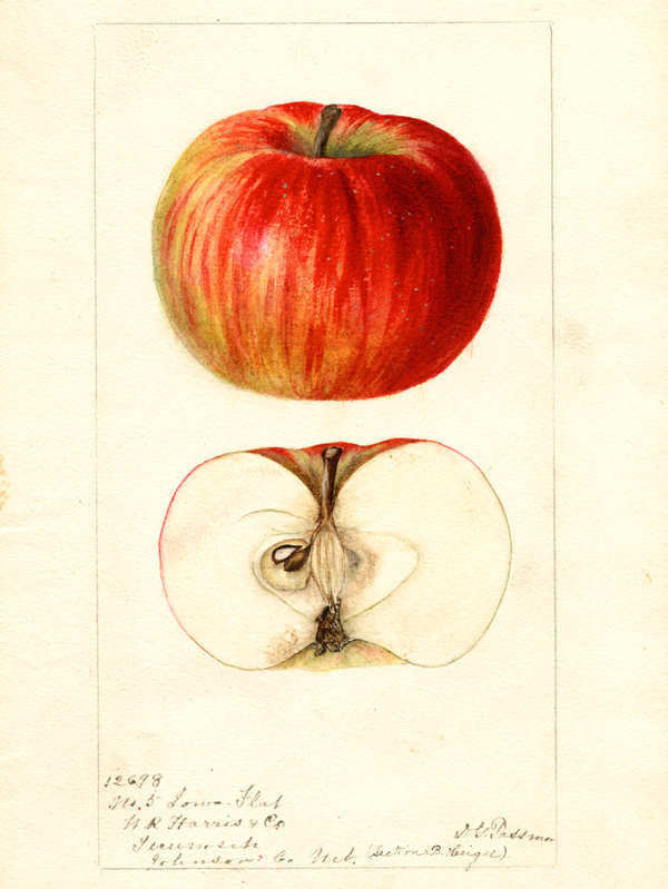 Dave Benscoter rediscovered the Iowa Flat and other apples by finding watercolor paintings like this commissioned by the USDA.