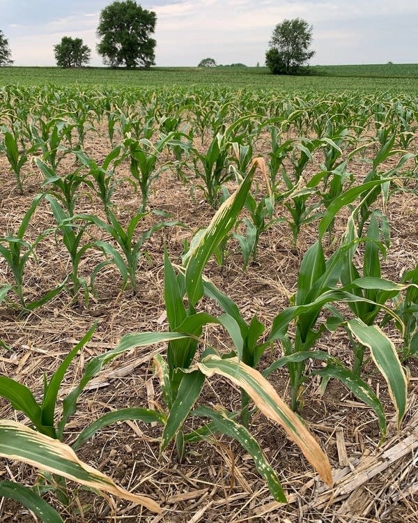 Corn plants show signs of stress