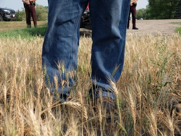 a man stands in a a wheat field
