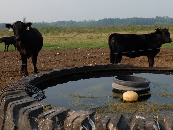 cows stand near a tank of water