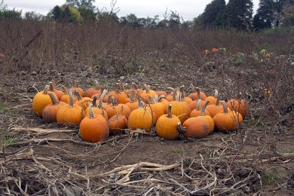 A group of pumpkins in a field. 