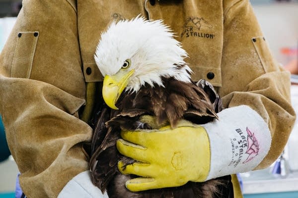 A bald eagle is held by a Gabbert Raptor Center worker.