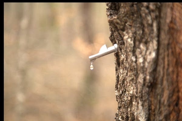 Sap drips out of a tree through a spout.