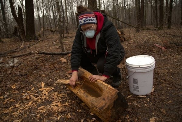 A woman collects sap from trees in a forest.
