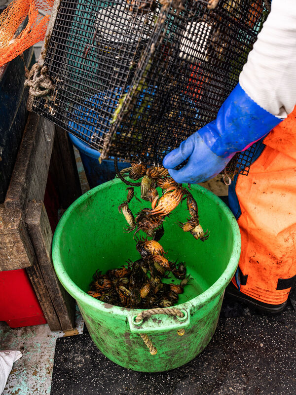 A fisherman pours green crabs into a bucket.