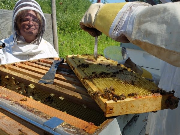 a woman looks at a hive of bees