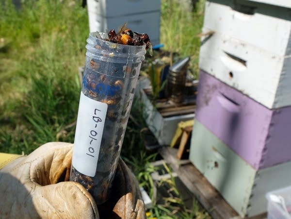 a large test tube filled with dead bees