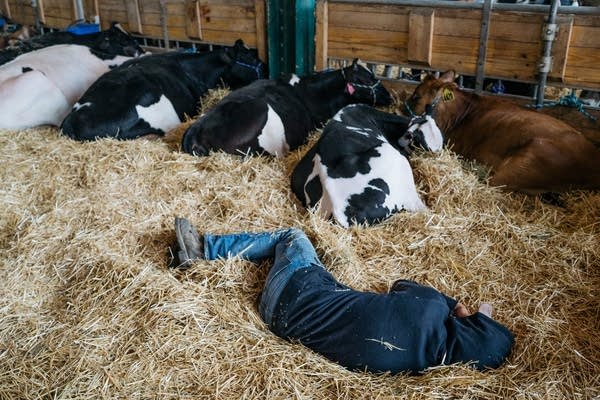 A person sleeps in the hay with cows inside the cow barn.