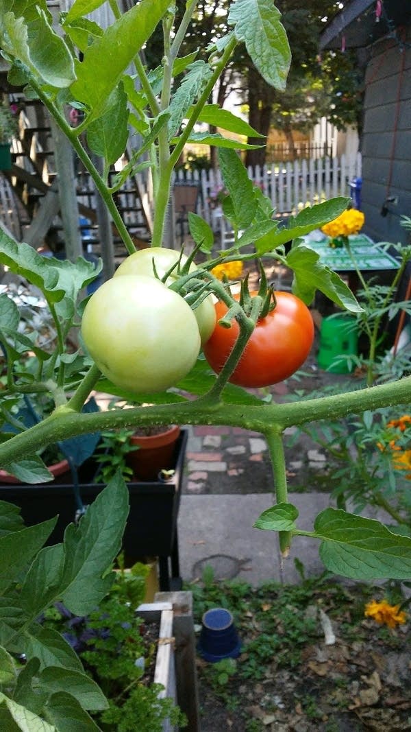 Two tomatoes hang off of a branch