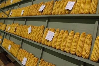Corn cobs are placed upright on a green wall