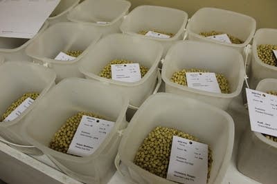Soybeans are separated in plastic bins