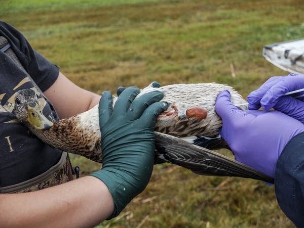 Throat and rectal swab samples are collected from a duck