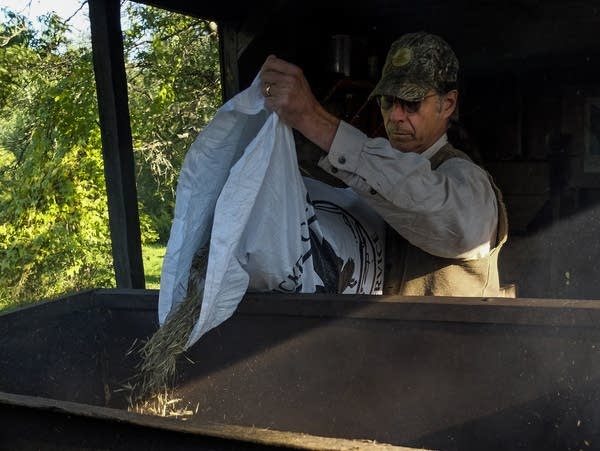 John Hayes dumps recently harvested wild rice