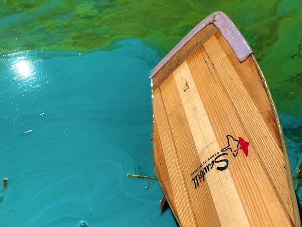 A paddle sits in lake water next to neon blue algae