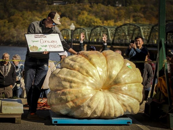 A person poses near the giant pumpkin 