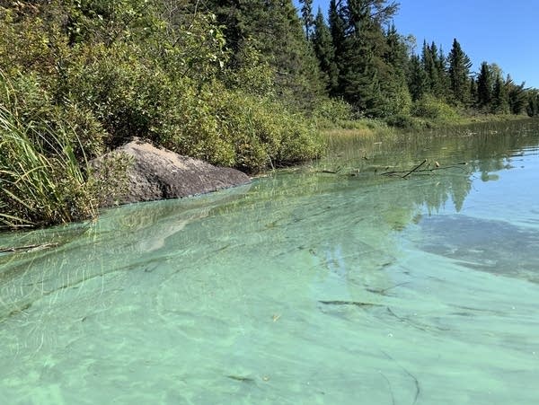 An algae bloom along a lake's shoreline