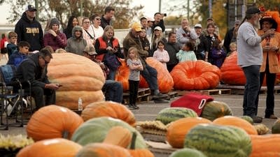 It is giant pumpkins, fruit and vegetables galore at Harvest Fest