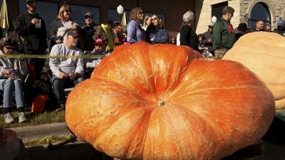 It is giant pumpkins galore at Harvest Fest
