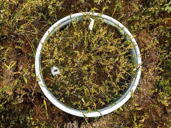 Close-up of collar used to measure greenhouse gas emissions