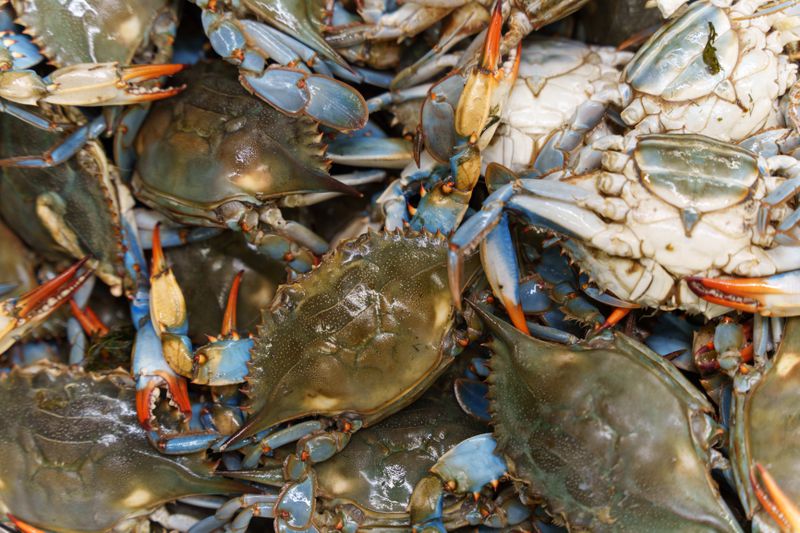 Fresh blue crabs piled on one another. 
