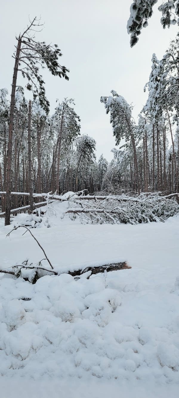 Damage to pine trees