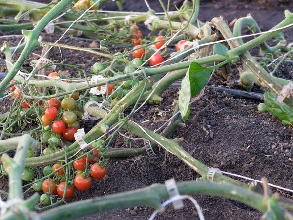 Tomato vines inside the greenhouse at Wadena Deer Creek schools.