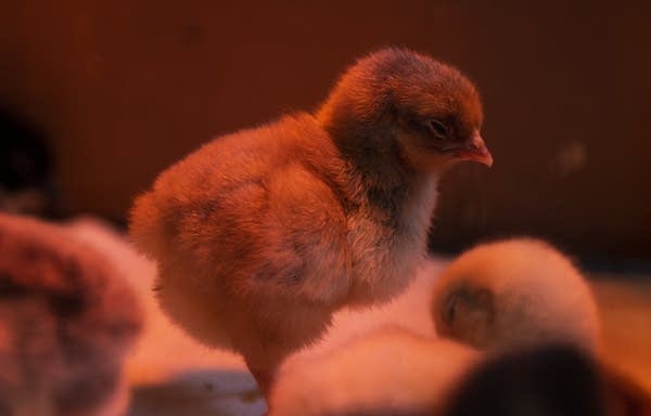 Baby chicks sit under heat lamps