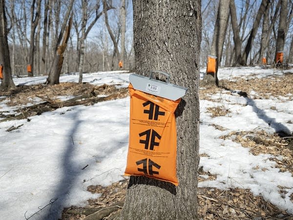 Bags for collecting maple sap hang