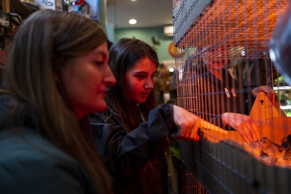 Customers shop for baby chicks