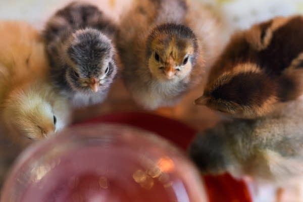 Baby chicks drink water in a cage