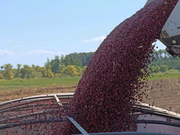 Kidney beans being loaded in a truck 