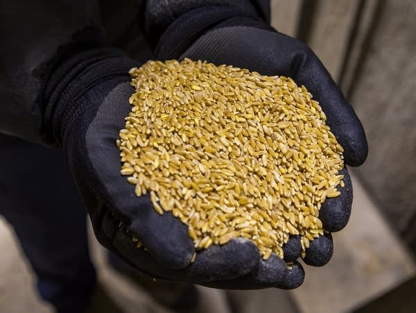 Durum wheat is held a person