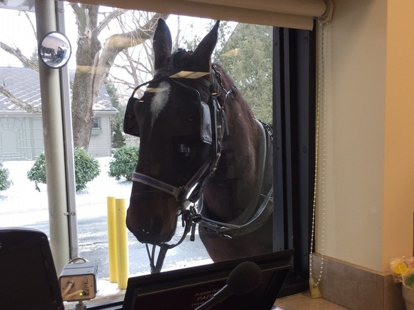 A horse looks in the drive-window of the Bank of Bird-in-Hand. Because it caters to the local Amish community, it must offer special accommodations like branches that cater to horse-drawn buggies.