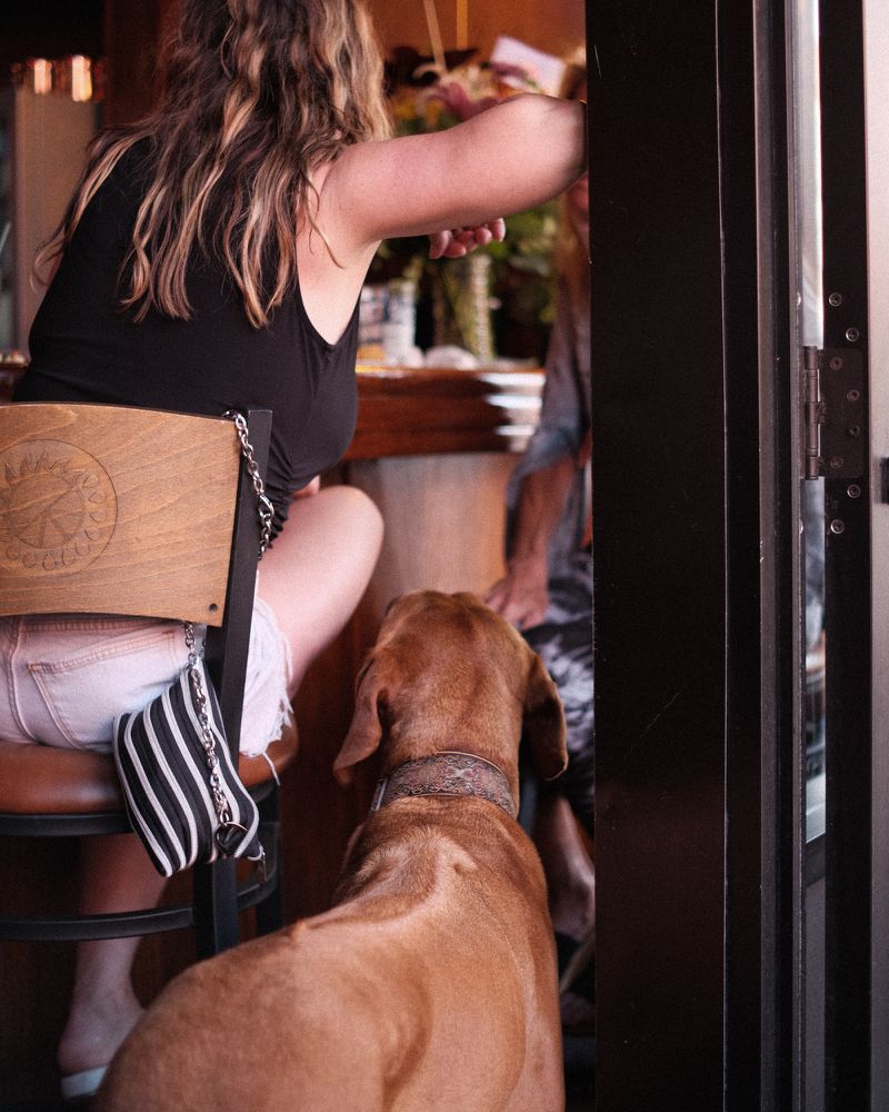 A brown dog and a person in a black shirt with their back to the camera sitting in a chair. 
