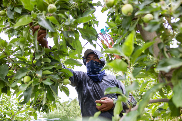 Farmworkers thin apples to improve spacing in a field near Sunnyside, Wash., on June 13, 2023.